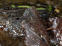Epigomphus subobtusus (Common Knobtail)-2.jpg